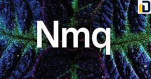 كمبوند Nmq الشيخ زايد Nmq Sheikh Zayed